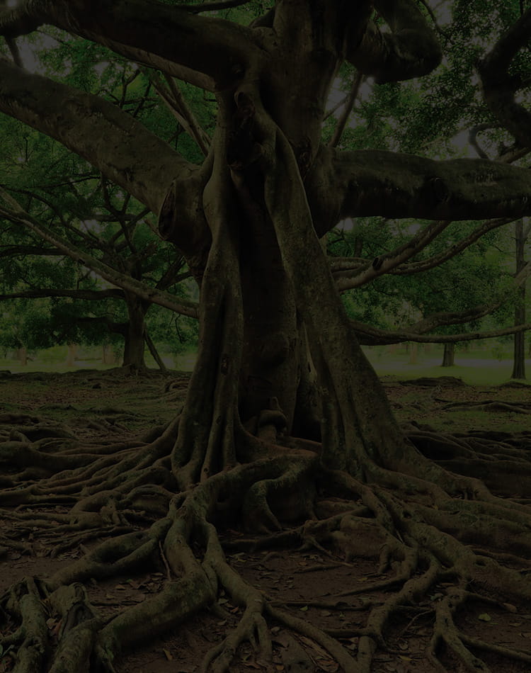 A tree with large, expansive roots.